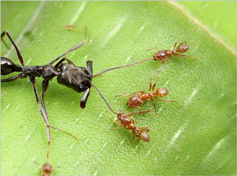 Khám phá cuộc sống của loài kiến qua ảnh