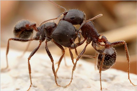 Khám phá cuộc sống của loài kiến qua ảnh