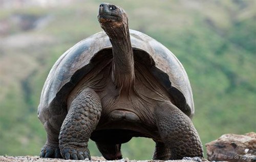 Khám phá những điều chưa biết về loài rùa cạn lớn nhất thế giới