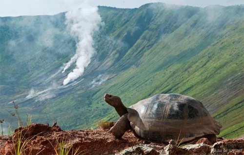 Khám phá những điều chưa biết về loài rùa cạn lớn nhất thế giới