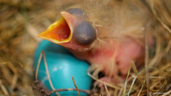 Khám phá những siêu năng lực của trứng các loài chim