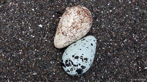 Khám phá những siêu năng lực của trứng các loài chim