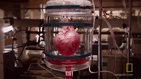 Khám phá quá trình tạo ra quả tim đập thình thịch trong phòng thí nghiệm