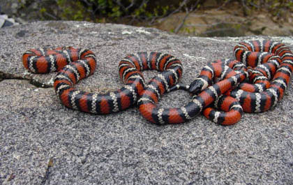 Khám phá về loài “rắn vua” 3 màu tuyệt đẹp trên núi cao