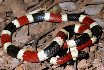 Khám phá về loài “rắn vua” 3 màu tuyệt đẹp trên núi cao
