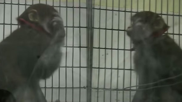 Khỉ có thể tự nhận ra mình trong gương