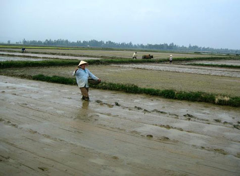 Khí hậu Việt Nam đang trở nên dị thường