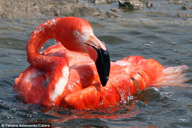 Khoảng khắc chim hồng hạc hú hồn khi ngã ngửa