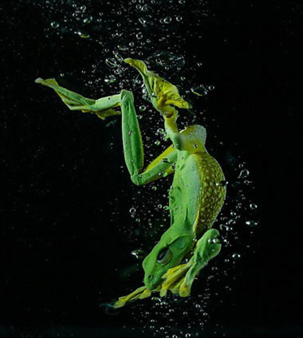 Khoảnh khắc con ếch lặn dước nước như vận động viên chuyên nghiệp