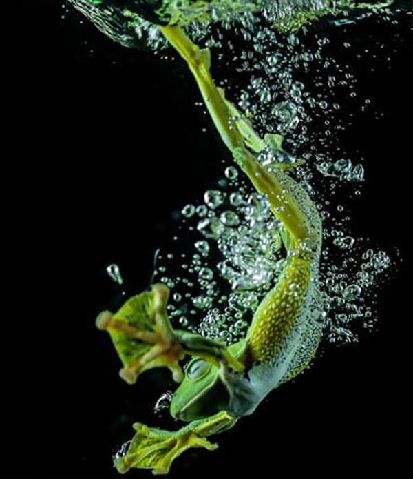 Khoảnh khắc con ếch lặn dước nước như vận động viên chuyên nghiệp