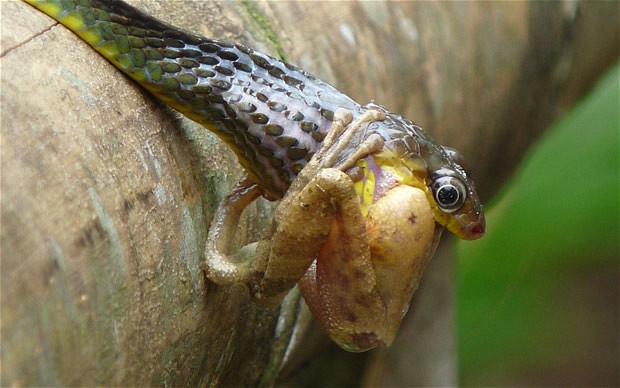 Khoảnh khắc ếch cây bị rắn nuốt chửng