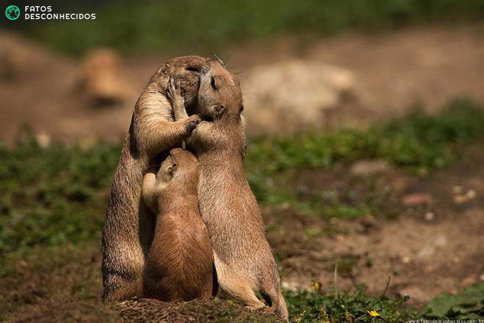 Khoảnh khắc tuyệt đẹp của 23 gia đình động vật dễ thương nhất thế giới