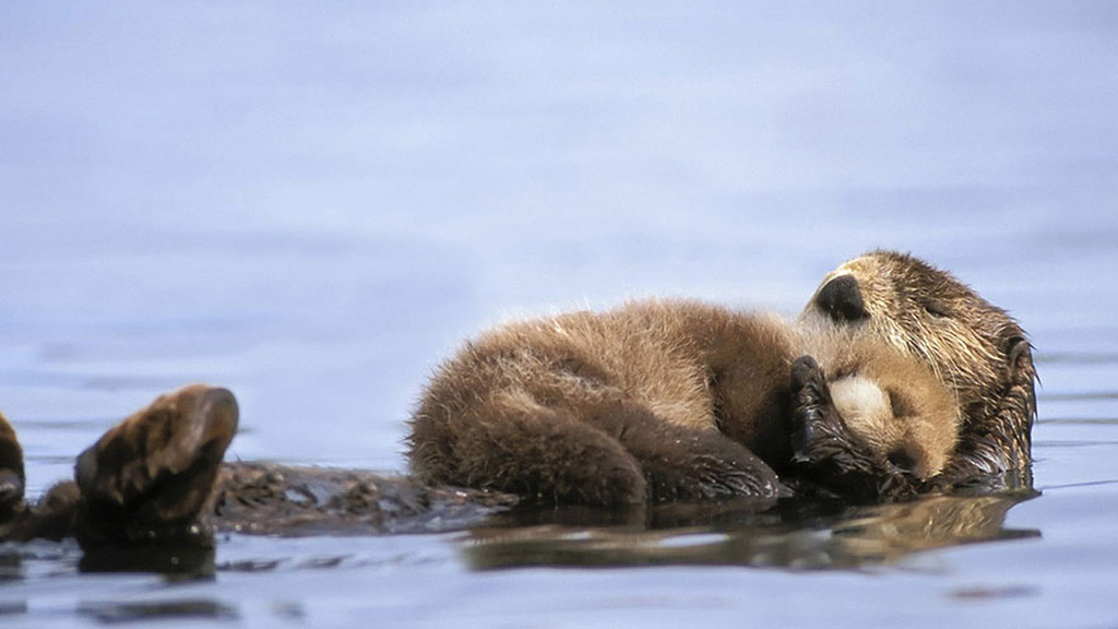 Khoảnh khắc tuyệt đẹp của 23 gia đình động vật dễ thương nhất thế giới