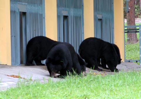 Khu bán hoang dã đầu tiên dành cho gấu ở Việt Nam