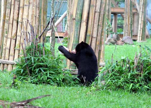 Khu bán hoang dã đầu tiên dành cho gấu ở Việt Nam