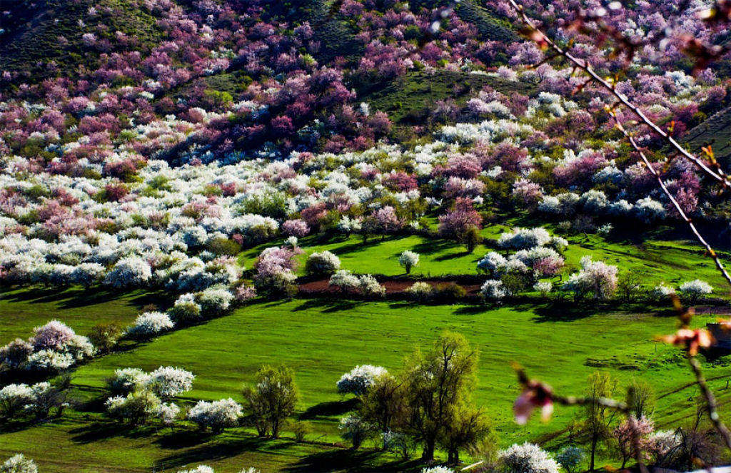Khung cảnh thần tiên tuyệt đẹp tại thung lũng hoa mai ở Tân Cương