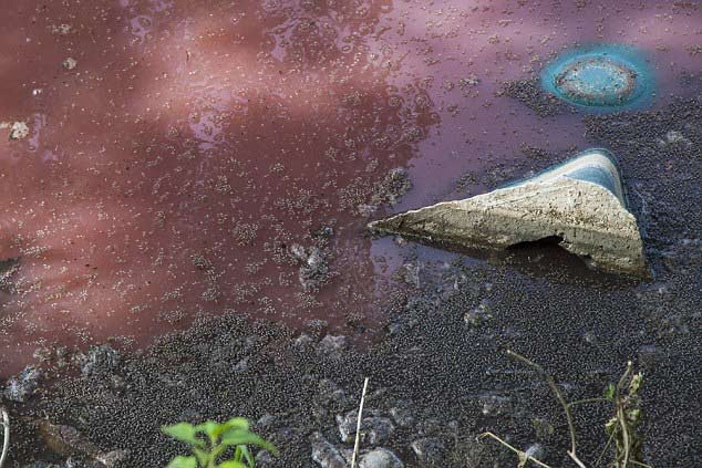 Kinh hoàng hồ máu ở Mexico kích thích 300 cá sấu