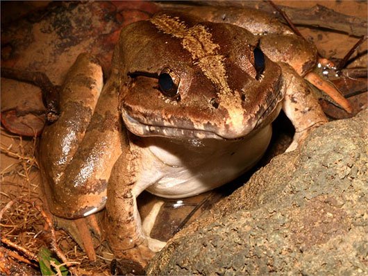 Kinh ngạc loài ếch khổng lồ, dài 1m, nặng 8kg