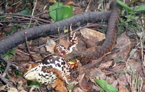 Kinh ngạc loài rắn hổ biết “ăn trộm” chất kịch độc