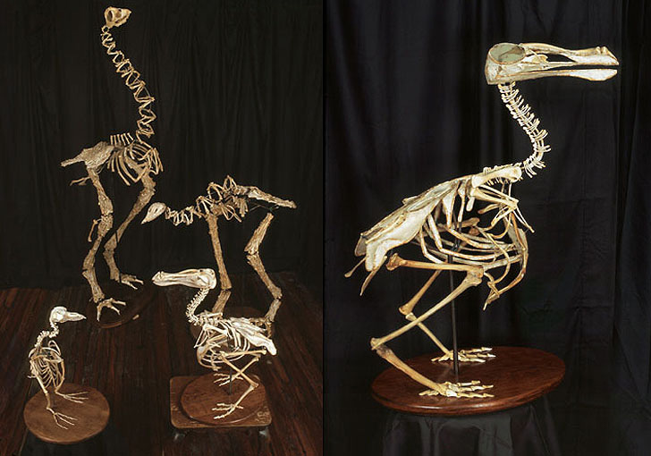 Kinh ngạc ngắm các tác phẩm điêu khắc từ xương gà ăn thừa