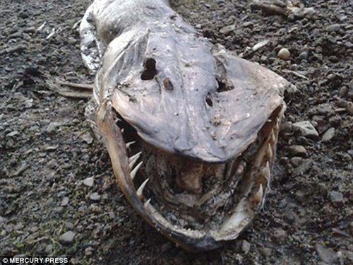 Kinh ngạc phát hiện xác thủy quái trên bờ hồ ở Anh
