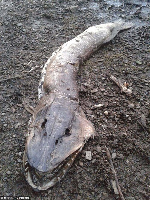 Kinh ngạc phát hiện xác thủy quái trên bờ hồ ở Anh