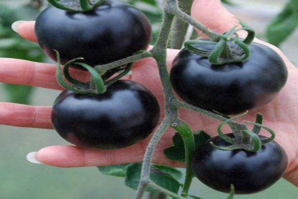 Kinh ngạc tác dụng chống ung thư hiệu quả của cà chua đen