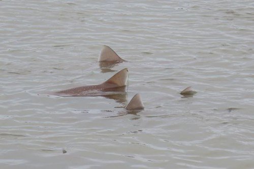 Kinh ngạc với 50 con cá mập tụ tập thành bầy sát bờ