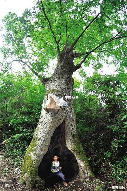 Kỳ lạ cây cổ thụ dự báo thời tiết chính xác 90% ở Trung Quốc