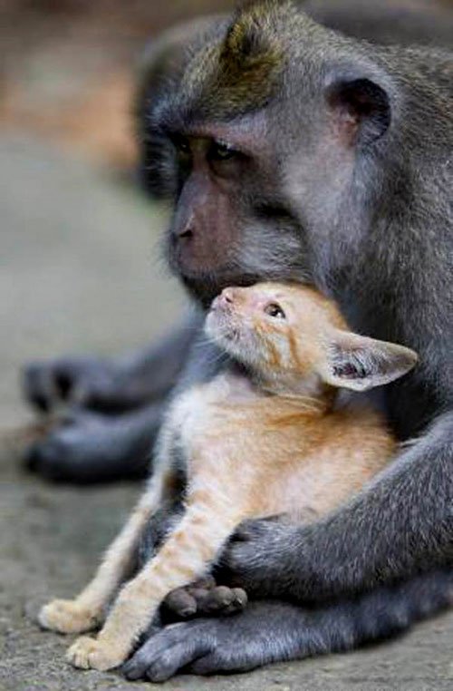 Kỳ lạ khỉ nuôi mèo
