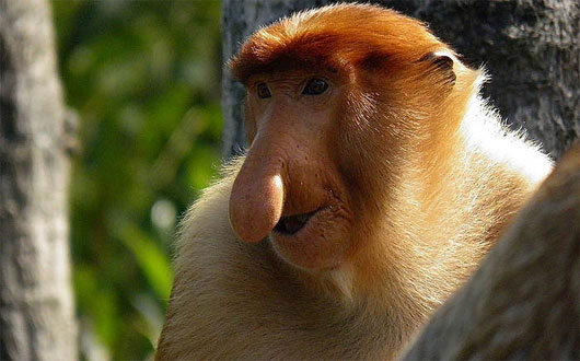 Kỳ lạ loài khỉ có mũi dài ngoẵng và nhại lại như bò