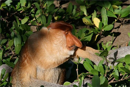 Kỳ lạ loài khỉ có mũi dài ngoẵng và nhại lại như bò