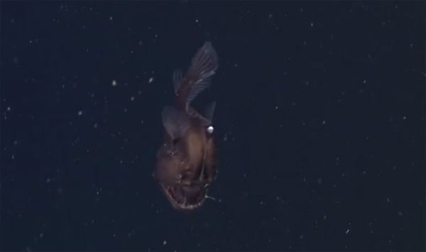 Lần đầu tiên bắt được cá “Quỷ biển đen”