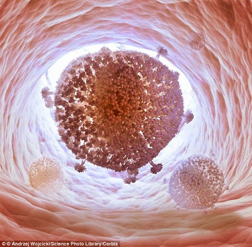 Lần đầu tiên “xóa sổ” virus HIV khỏi tế bào của người