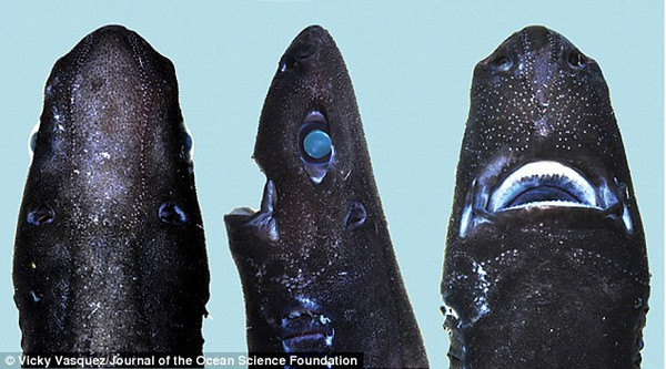 Lần đầu tiên xuất hiện loài cá mập Ninja có khả năng phát sáng