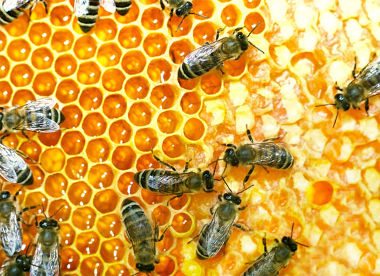 Lập ngân hàng tinh trùng ong