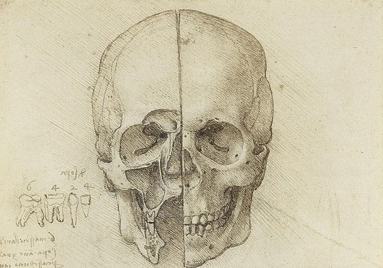 Leonardo Da Vinci từng mua sọ người?