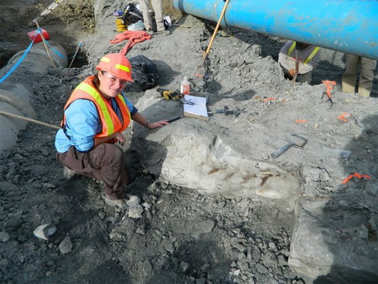 Liên tiếp phát hiện hóa thạch khủng long ở Canada