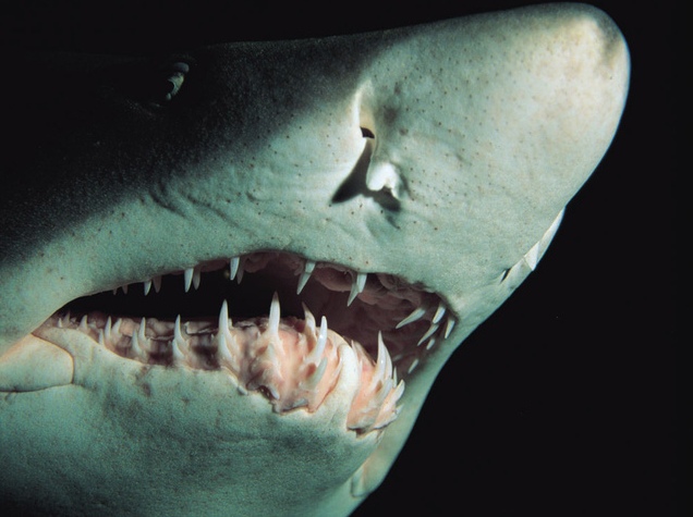 Liệu cá mập có thể ngửi thấy mùi một giọt máu cách nó 400m?
