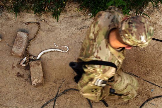 Lính Mỹ ở Trung Đông khiếp sợ trước rắn độc và bọ cạp