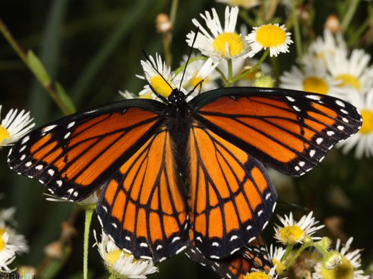 Loài bướm biết tìm thuốc để chữa bệnh