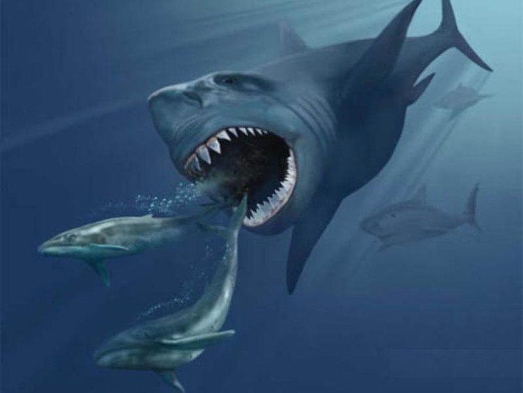 Loài cá mập dài bằng xe ôtô từng tung hoành trong đại dương