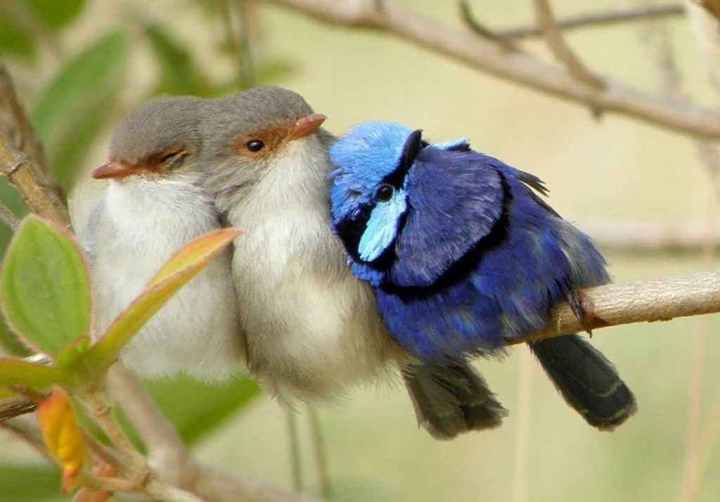 Loài chim kề vai sát cánh với nhau vượt qua khó khăn như thế nào?
