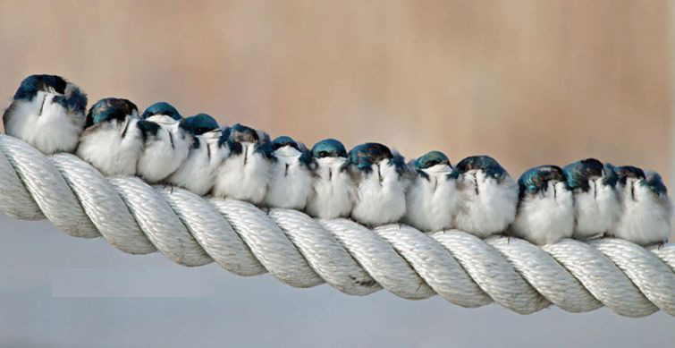 Loài chim kề vai sát cánh với nhau vượt qua khó khăn như thế nào?