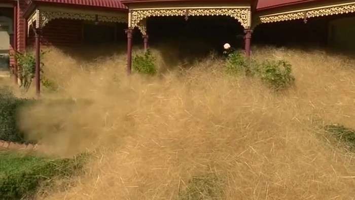 Loại cỏ kỳ dị nhấn chìm thị trấn Úc