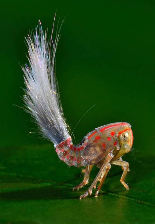 Loài côn trùng mới phát hiện có mái tóc điện giật