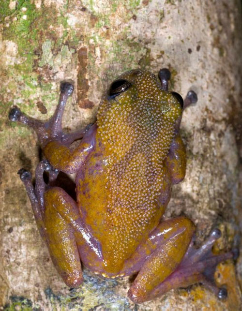 Loài ếch mới da có gai hình nón ở núi Ngọc Linh