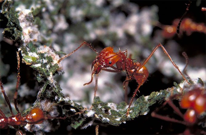 Loài kiến đã biết “trồng trọt” từ... 60 triệu năm trước