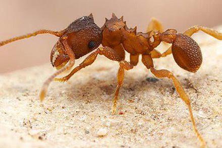 Loài kiến toàn kiến cái