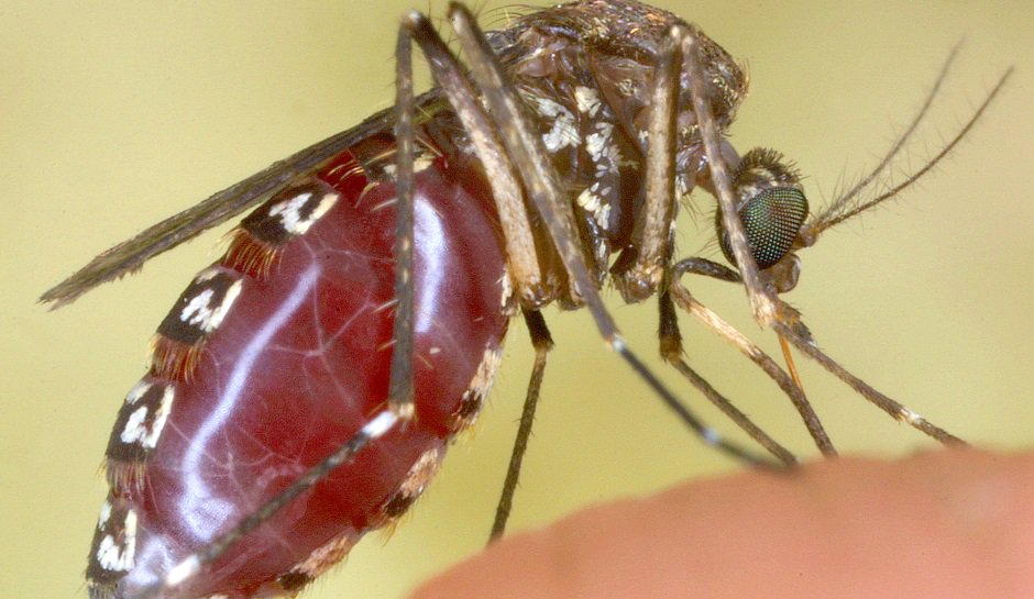 Loài muỗi khổng lồ có cú chích máu thấu xương
